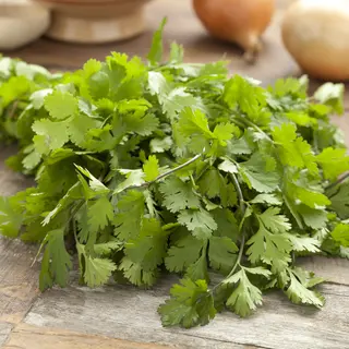 Herb - Cilantro (Seed)