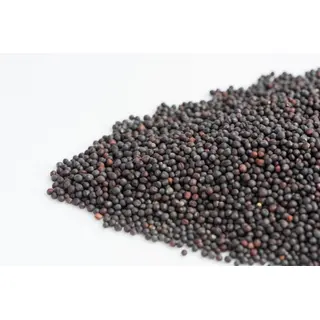 Green Kale Sprouts