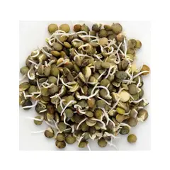French Lentil Sprouts
