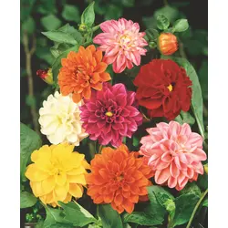 Dahlia - Dwarf Unwins Mix (Bulk Seed)