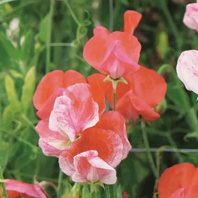 Sweet Pea - Apricot Sprite