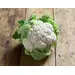 CAULIFLOWER OG | 12 CT