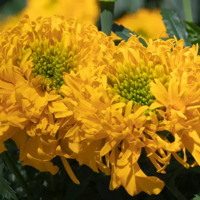 Marigold - Glow Up Gold (Seed)