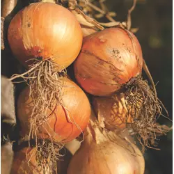 Onion - Utah Sweet Spanish (Bulk Seed)