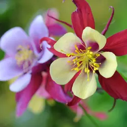 Columbine - McKana's Giant (Bulk Seed)