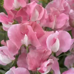 Sweet Pea - Pink Diana (Bulk Seed)
