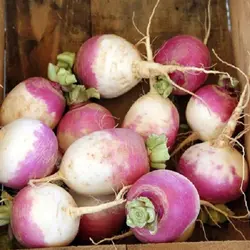 Turnip - Early Purple Top (Bulk Seed)