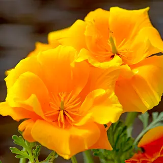 California Poppy - Lady Marmalade (Seed)