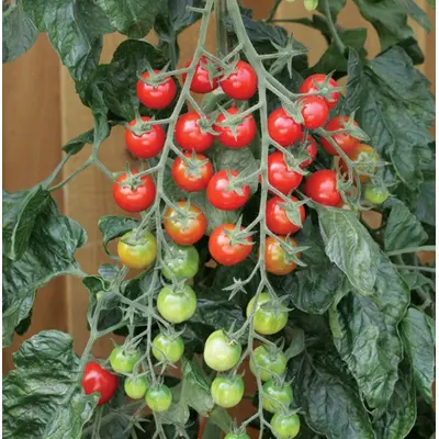 Tomato - Rapunzel (Seed)