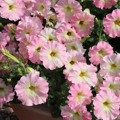 Petunia - Alenka (Seed)