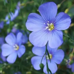 Flax - Linum (Bulk Seed)