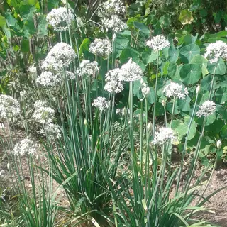 Herb - Garlic Chives (Seed)
