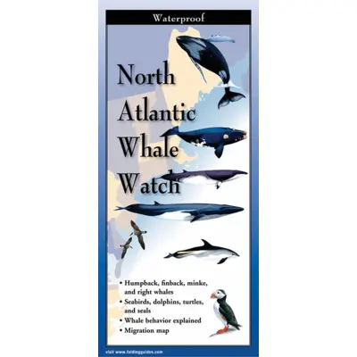 North Atlantic Whale Watch