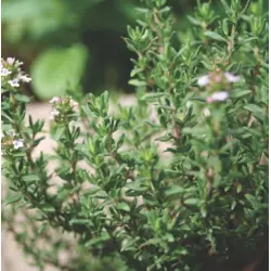 Herb - Thyme (Bulk Seed)