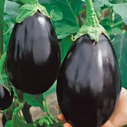 Eggplant - Black Beauty (Bulk Seed)