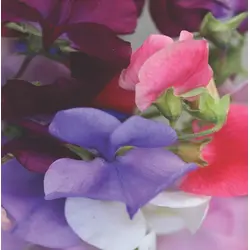 Sweet Pea - Cuthbertson Mix (Bulk Seed)