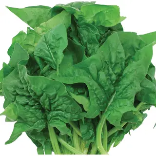 Spinach - Bloomsdale Long Standing (Organic Seed)