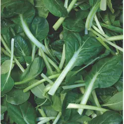 Greens - Tatsoi (Bulk Seed)