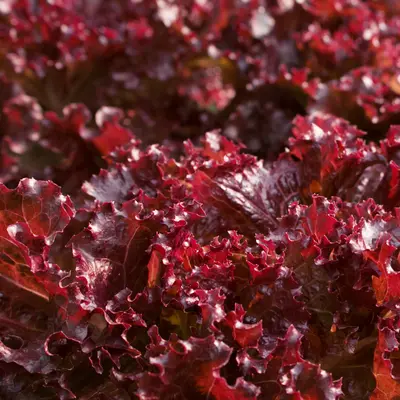 Lettuce - Sulfita (Seed)