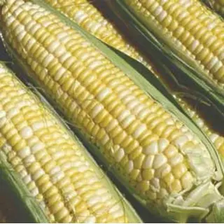 Corn - Bi-Licious (SE Seed)