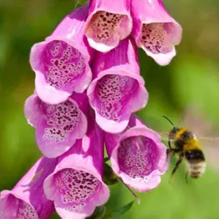 P+P - Wild Foxglove (Seed)