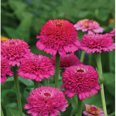 Zinnia - Zinderella Purple (Seed)