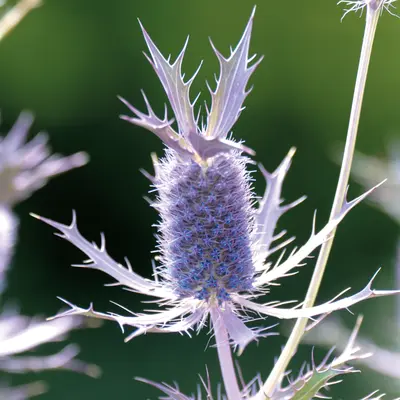 Sea Holly - Leavenworth (Seed)