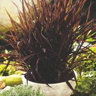Ornamental Grass