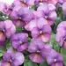 Viola - Floral Power Plum Antique (Seed)