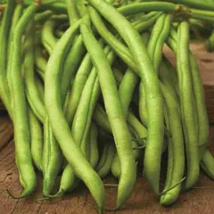 Bean - Blue Lake Pole (Bulk Seed)
