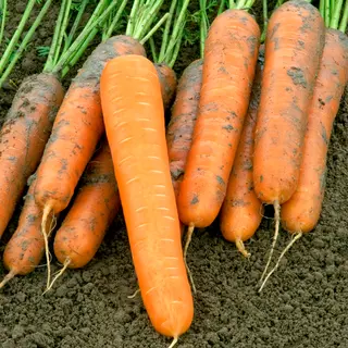 Carrot - Volcano (Seed)