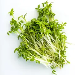 Mumm's Cress Sprouts