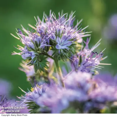 P+P - Phacelia Lacy (Seed)