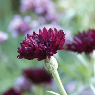 Cornflower - Black Ball (Seed)
