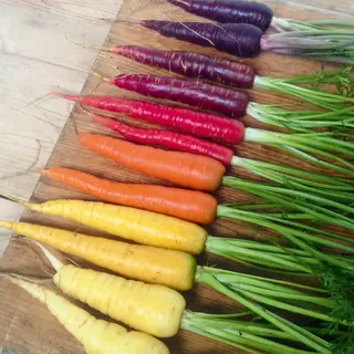 Carrot - Rainbow Mix (Seed)
