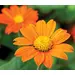 Tithonia - Orange Sunshine (Seed)
