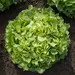 Lettuce - Encino (Organic Seed)