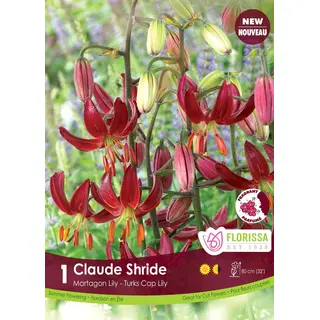 Lily - 'Claude Shride' 1/pkg