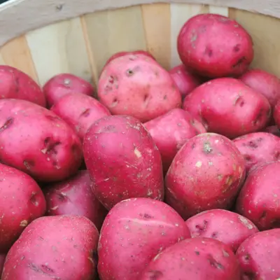 Seed Potato - Red La Soda