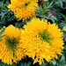 Marigold - Mission Giant (Seed)