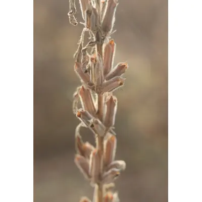 Golden Sesame (Seed)