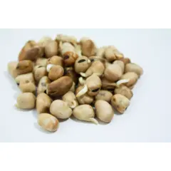 Mumm's Bean Sprouts (Fava)