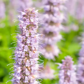 Agastache