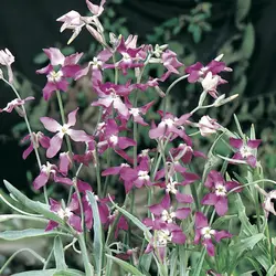 Evening Scented Stocks (Bulk Seed)