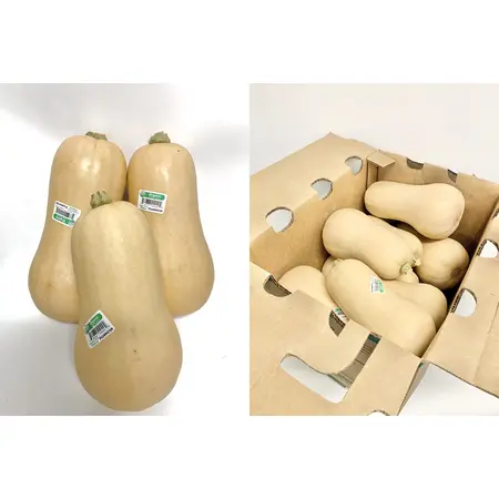 SQUASH SPAGHETTI OG | 35 LBS
