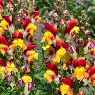 Snapdragon - Mango Twist (Seed)