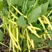 Bean - Dior Dwarf French (Seed)