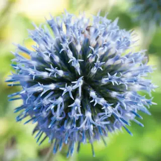 Globe Thistle