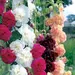 Hollyhock - Chater's Mix (Seed)