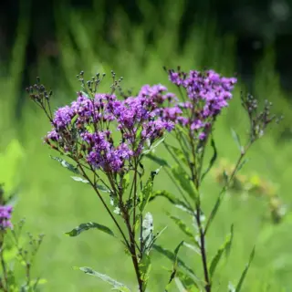 New York Ironweed (Seed)